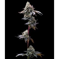 GMO Cookies, Фасовка: 3